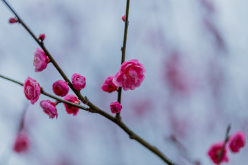 梅花梅园梅花树