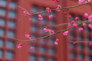 梅花梅园梅花树