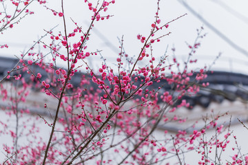 梅花梅园梅花树