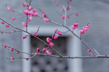 梅花梅园梅花树