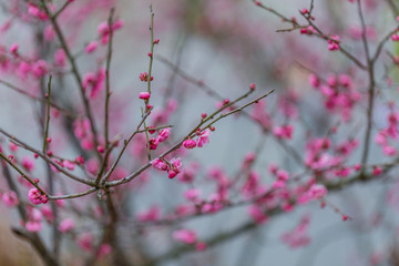 梅花梅园梅花树