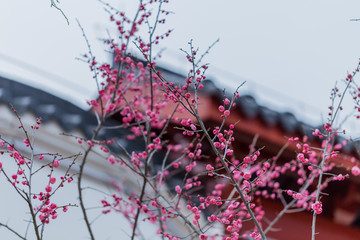 梅花梅园梅花树