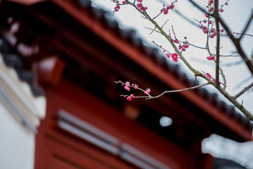 梅花梅园梅花树