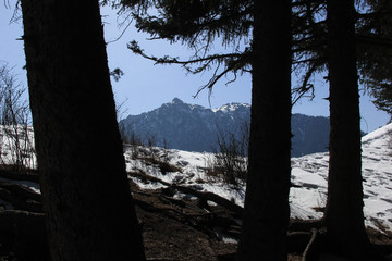 冬季天山雪岭云杉