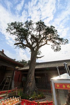 山西洪洞广胜寺古柏