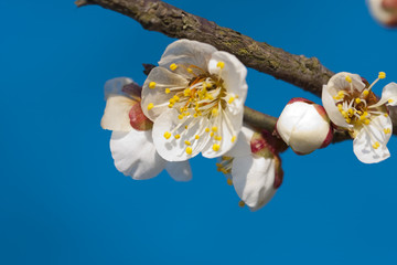 梅花