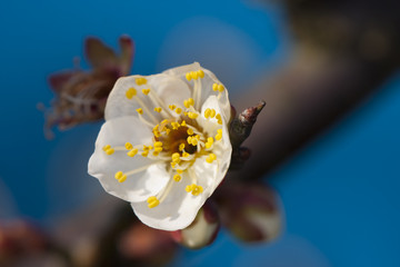 梅花