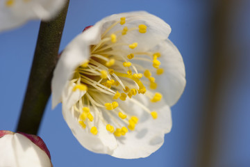 梅花