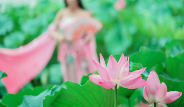 荷花美人