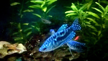 鱼缸蓝曼龙摄影图片