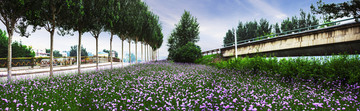 绿树花海