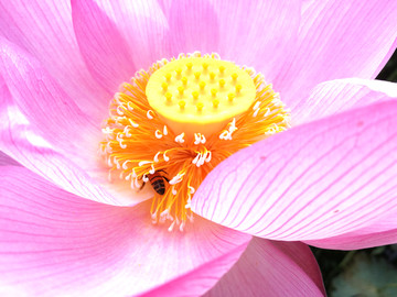 蜜蜂采酿荷花粉荷花盛开