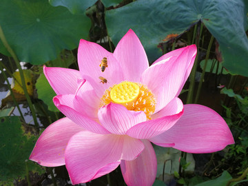 荷花蜜蜂