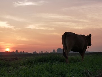 晚霞夕阳真牛