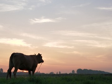 晚霞夕阳真牛