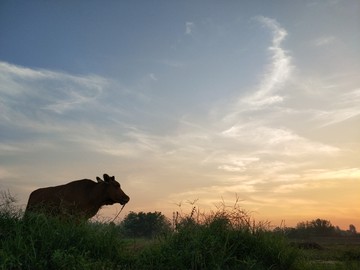 晚霞夕阳真牛