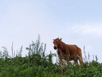 晚霞夕阳真牛