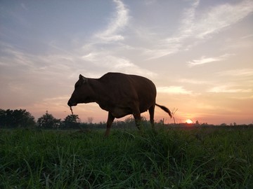 晚霞夕阳真牛