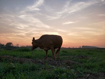 晚霞夕阳真牛