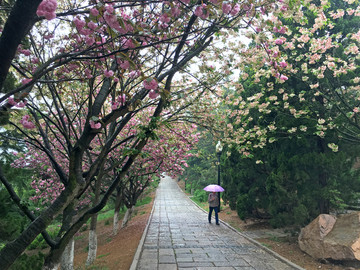 山东青岛市区雨中植物园
