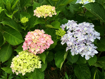 绣球荚蒾花绣球花