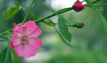 蔷薇花开