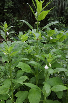 芝麻植物