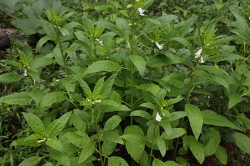 芝麻植物