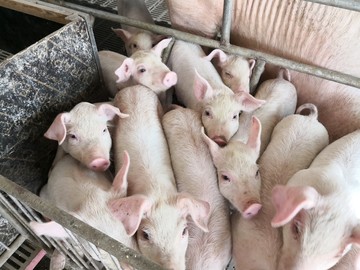 出生后不久的一群小猪