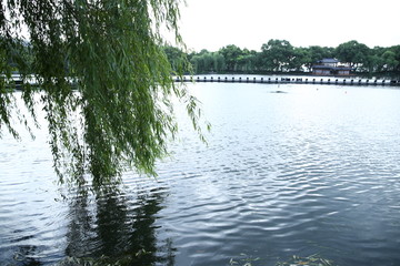 池塘垂柳