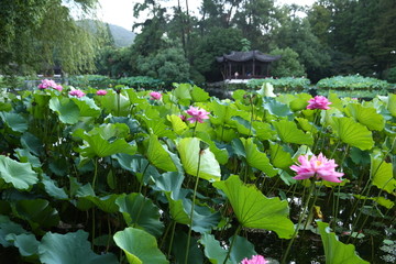 夏日荷花塘