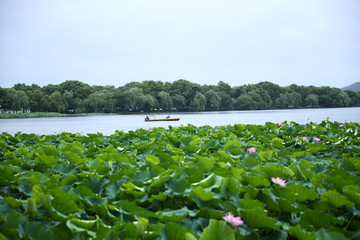 夏日荷塘