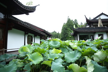 曲院风荷景区