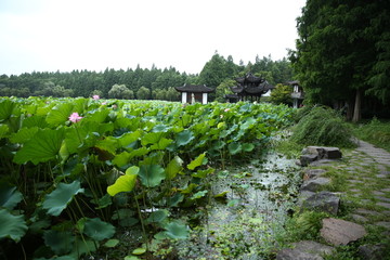 曲院风荷景区