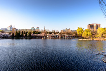 北京玉渊潭公园八一湖樱花