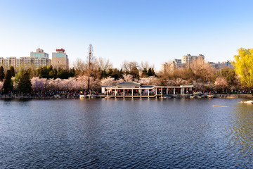 北京玉渊潭公园八一湖樱花