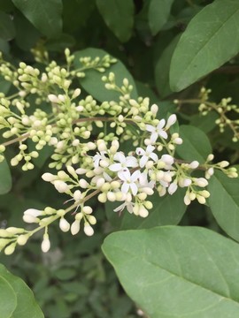 女贞花