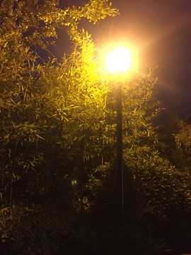 竹林路灯