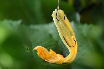 南瓜花钓鱼穿钩