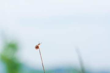 蜗牛