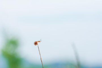 攀爬的蜗牛