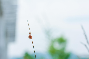 攀爬的蜗牛