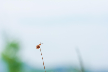 攀爬的蜗牛