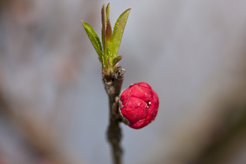 碧桃花