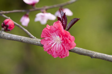 碧桃花