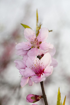 桃花