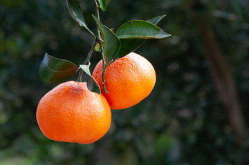 丹棱橘子