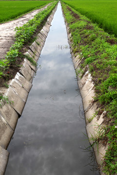 水渠水稻