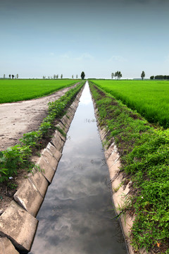 水渠水稻