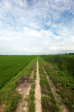 田间小路